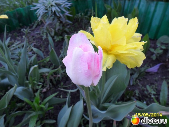 83 фото: Цветы в огороде