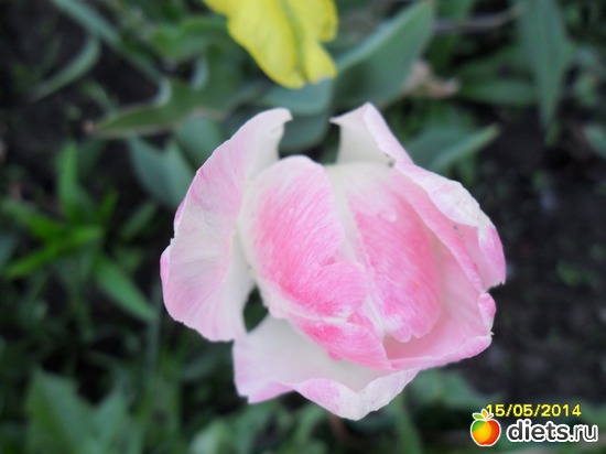 84 фото: Цветы в огороде