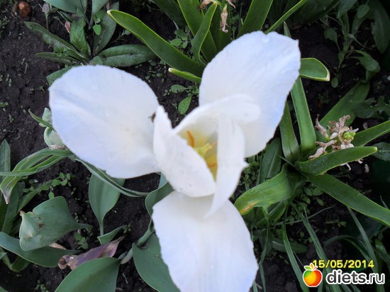 85 фото: Цветы в огороде