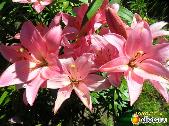 118 фото: Цветы в огороде