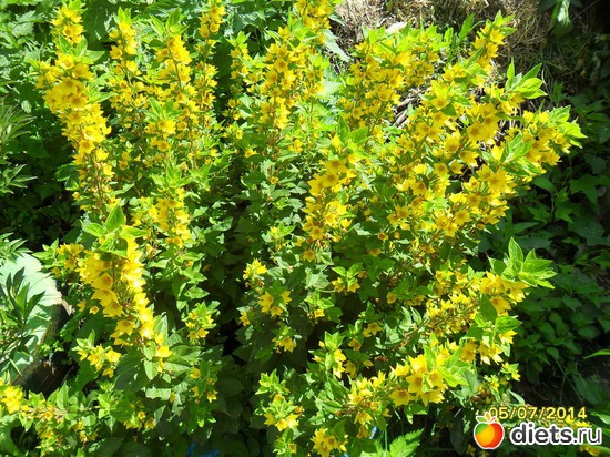 88 фото: Цветы в огороде