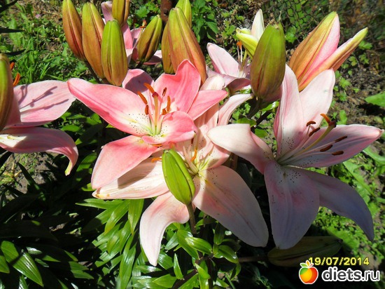 120 фото: Цветы в огороде