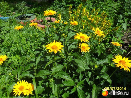 89 фото: Цветы в огороде