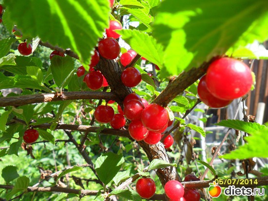 90 фото: Цветы в огороде