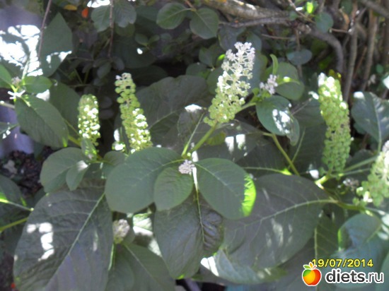 124 фото: Цветы в огороде