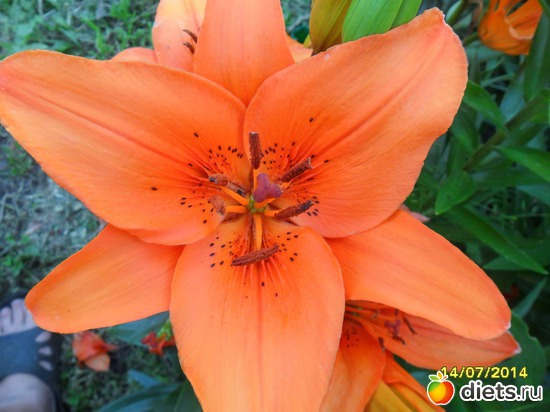 99 фото: Цветы в огороде