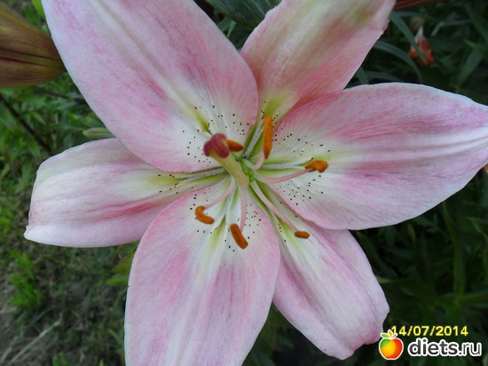 100 фото: Цветы в огороде