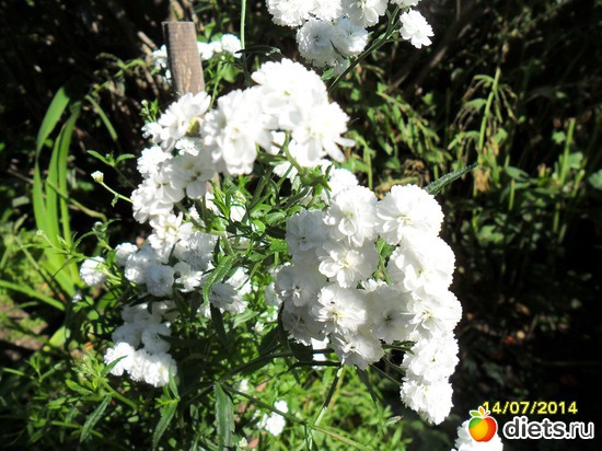 93 фото: Цветы в огороде