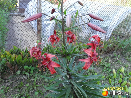 101 фото: Цветы в огороде