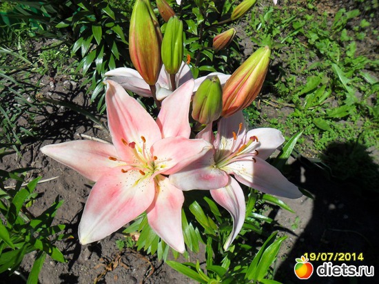 103 фото: Цветы в огороде