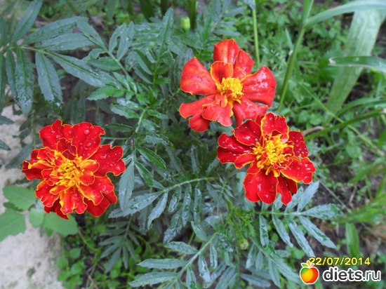 128 фото: Цветы в огороде