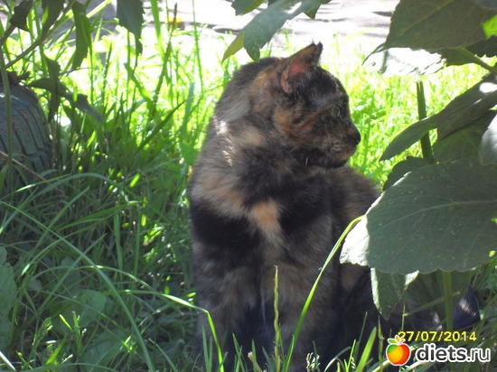 92 фото: Мои дети хвостатые и полосатые.