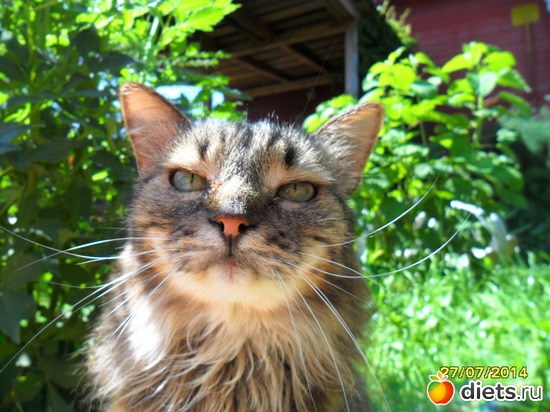 93 фото: Мои дети хвостатые и полосатые.