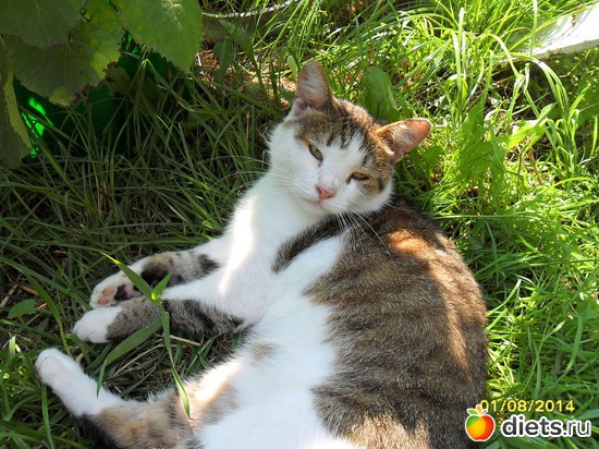 95 фото: Мои дети хвостатые и полосатые.