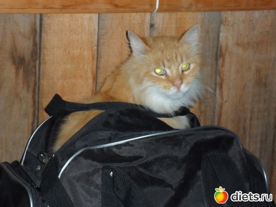 97 фото: Мои дети хвостатые и полосатые.