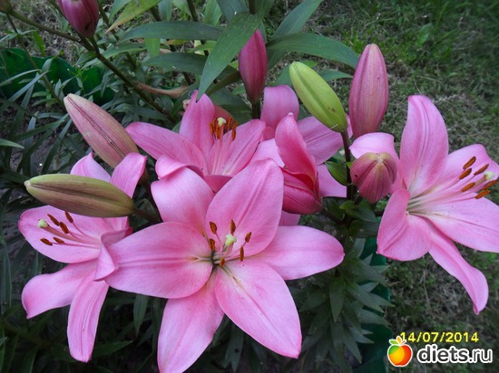 134 фото: Цветы в огороде