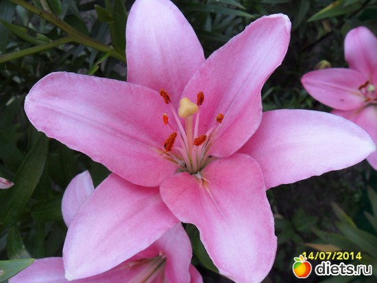 135 фото: Цветы в огороде