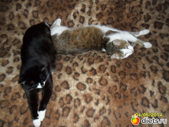 71 фото: Мои дети хвостатые и полосатые.