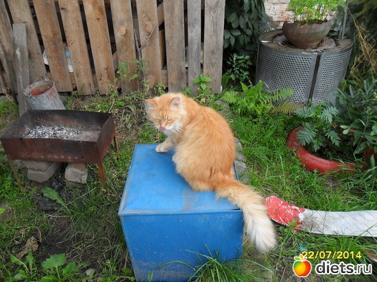 78 фото: Мои дети хвостатые и полосатые.