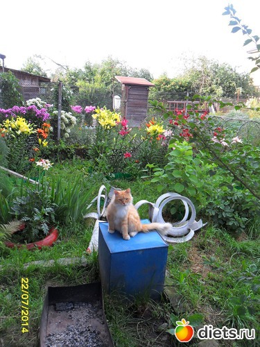 79 фото: Мои дети хвостатые и полосатые.