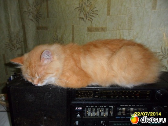 81 фото: Мои дети хвостатые и полосатые.