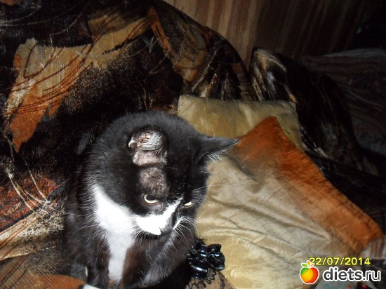 83 фото: Мои дети хвостатые и полосатые.