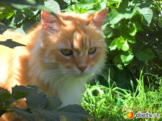 86 фото: Мои дети хвостатые и полосатые.