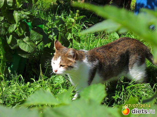 87 фото: Мои дети хвостатые и полосатые.