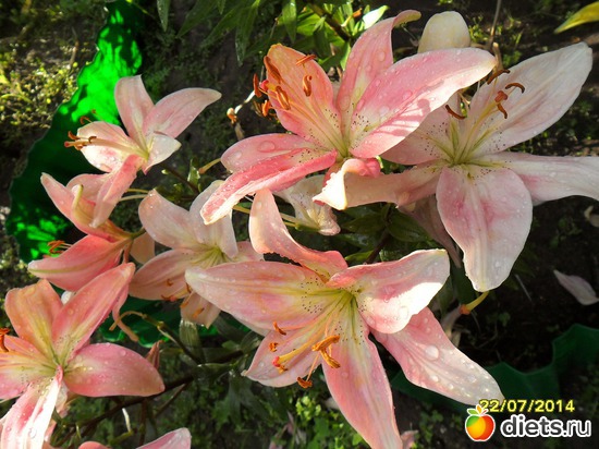 127 фото: Цветы в огороде