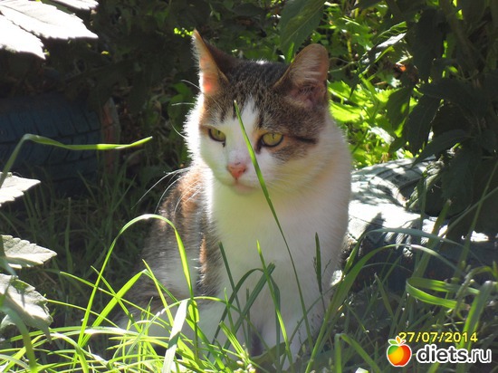 91 фото: Мои дети хвостатые и полосатые.