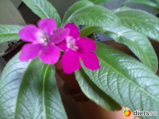 11 фото: Стрептокарпус