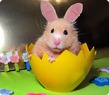 и еще раз про хомяков, но подробнее)))(крейзорукодельных)