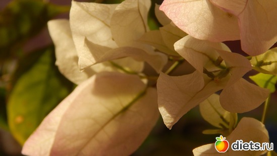 бугенвилия, альбом: Мой зимний сад