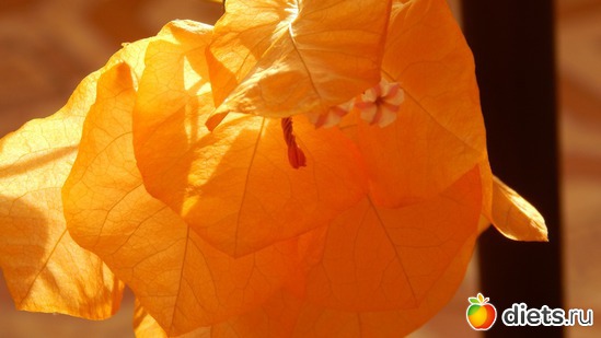 бугенвилия, альбом: Мой зимний сад