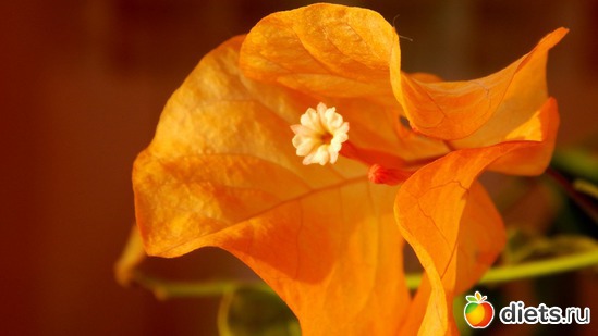 бугенвилия, альбом: Мой зимний сад