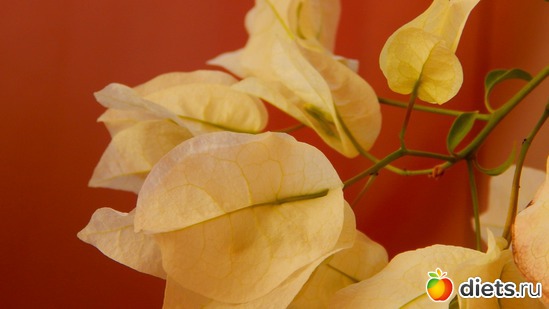 бугенвилия, альбом: Мой зимний сад