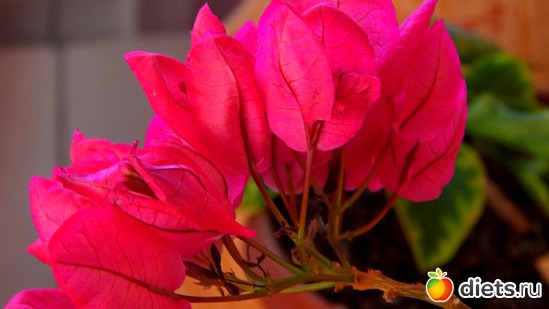 бугенвилия, альбом: Мой зимний сад