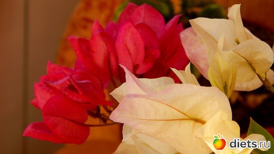 бугенвилия, альбом: Мой зимний сад