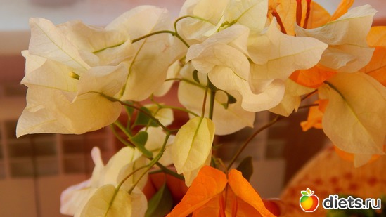 бугенвилия, альбом: Мой зимний сад