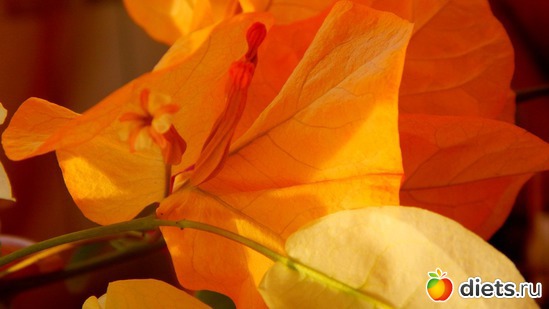 бугенвилия, альбом: Мой зимний сад