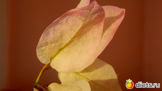 бугенвилия, альбом: Мой зимний сад