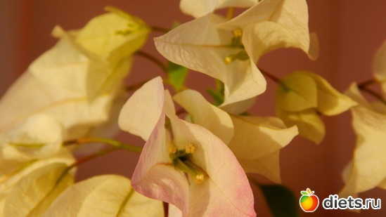 бугенвилия, альбом: Мой зимний сад