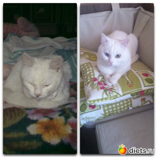 Было-стало:))) вот такого заморыша мне привезли, пообещав, что везут белое пушистое чудо:) а это чудо оказалось блохастое, сопливое и грязное:) теперь, спустя 4 года, это самый любимый зверь:)), альбом: Васятко