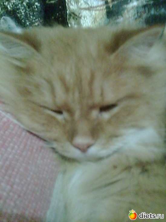 Барсик, альбом: Мои дети хвостатые и полосатые.