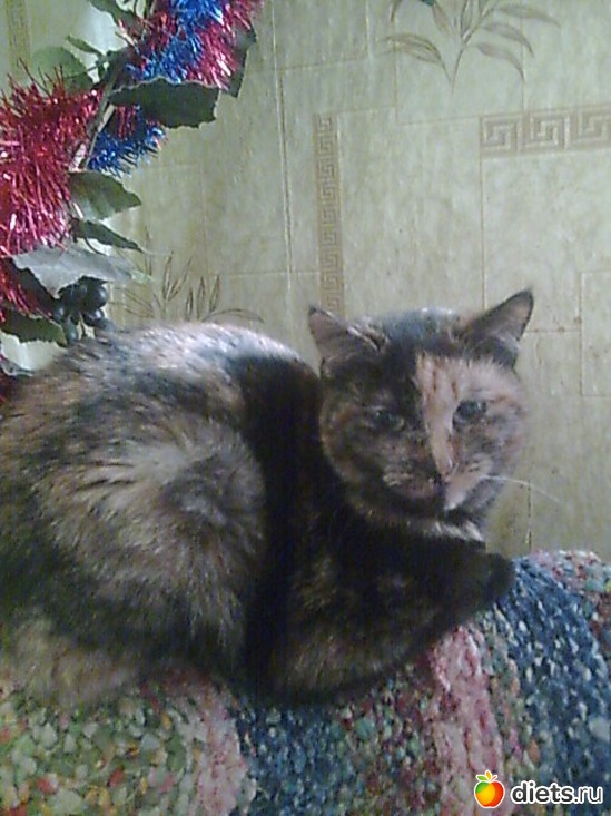 Масяня, альбом: Мои дети хвостатые и полосатые.