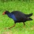 Pukeko