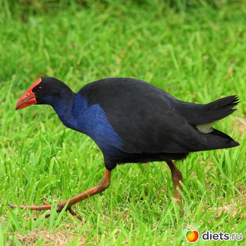 Pukeko, ������: �����