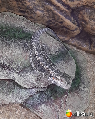 37 ����: ��� ������� �����