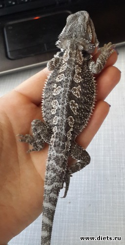 31 ����: ��� ������� �����