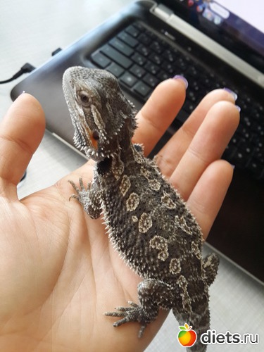 33 ����: ��� ������� �����